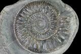 Dactylioceras Ammonite Fossil - England #84935-1